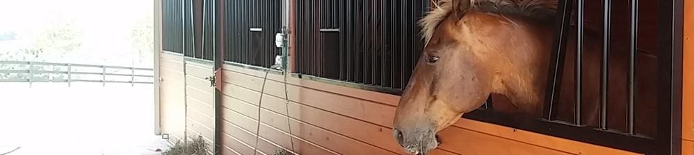 A horse standing in the side of its stall.