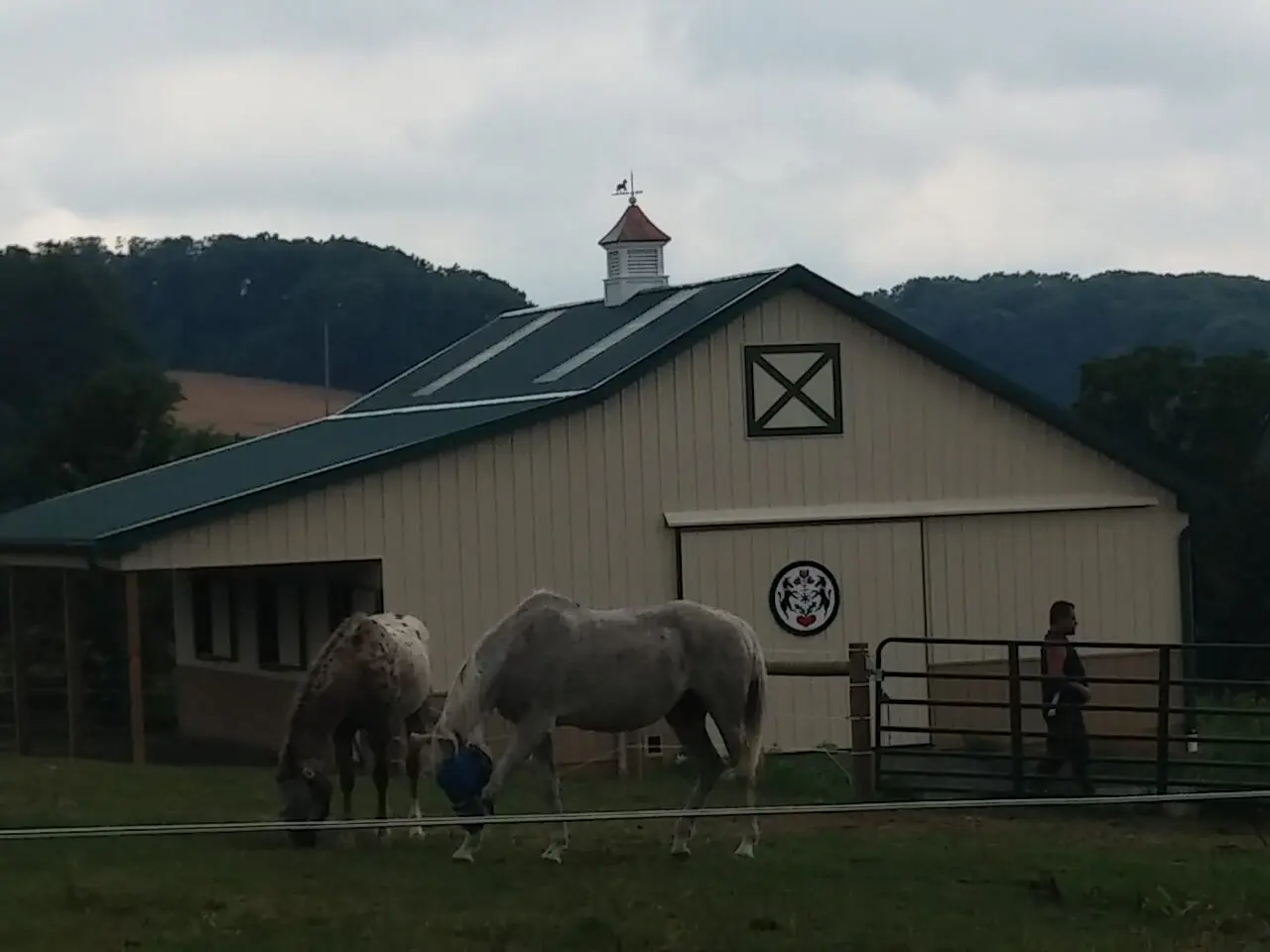 Two horses are grazing in a fenced pasture.